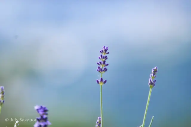 【さかぽんの夏休み】ぶらり☆岡山ナツ旅❤の画像_1
