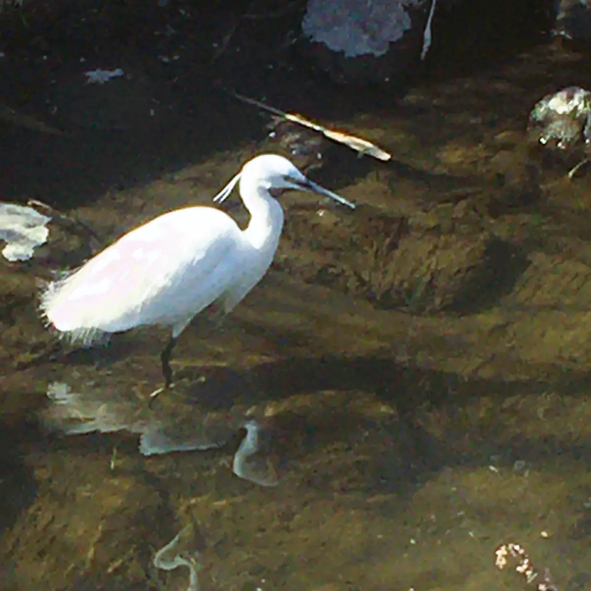 コサギも遊びに来てました