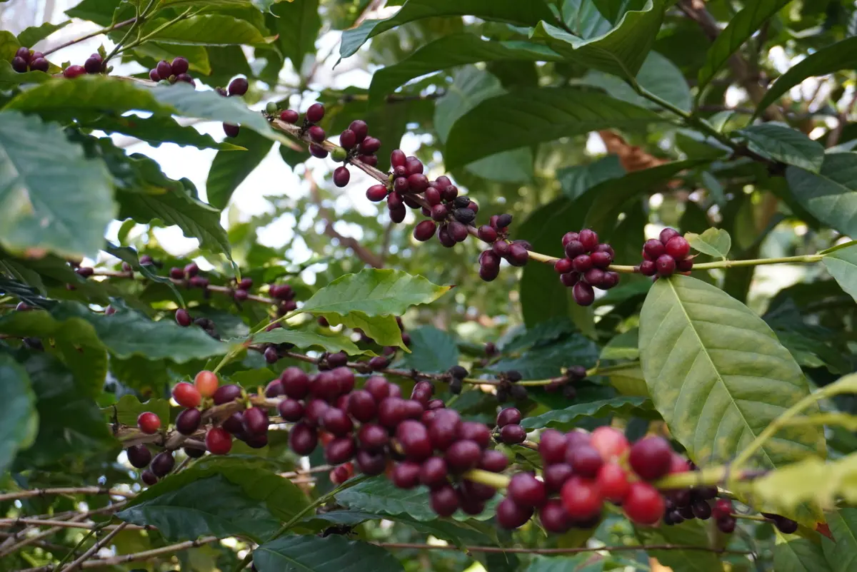 梅も桜も胡蝶蘭まで…花々に囲まれ春の訪れの画像_11