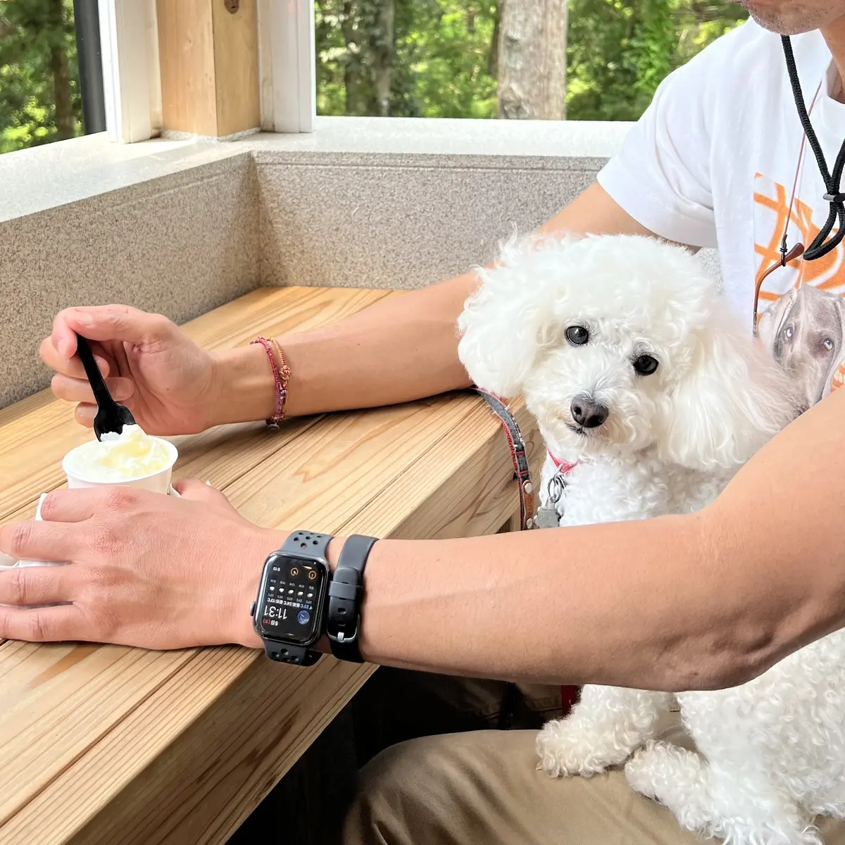 千葉の養老渓谷近くにある「山猫のジェラート」、白いトイプードル