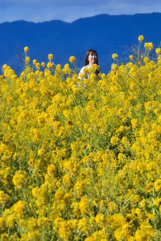 【さかぽんの冒険】菜の花を目指して☆@吾の画像_7