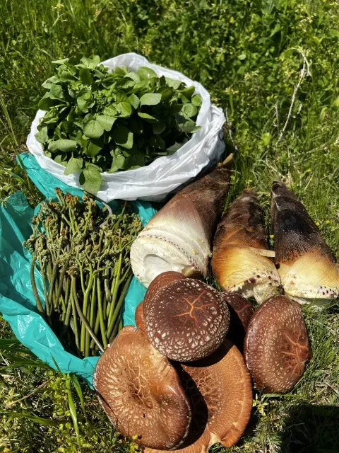 旬の恵みを求めて（G.Wパート1）の画像_12