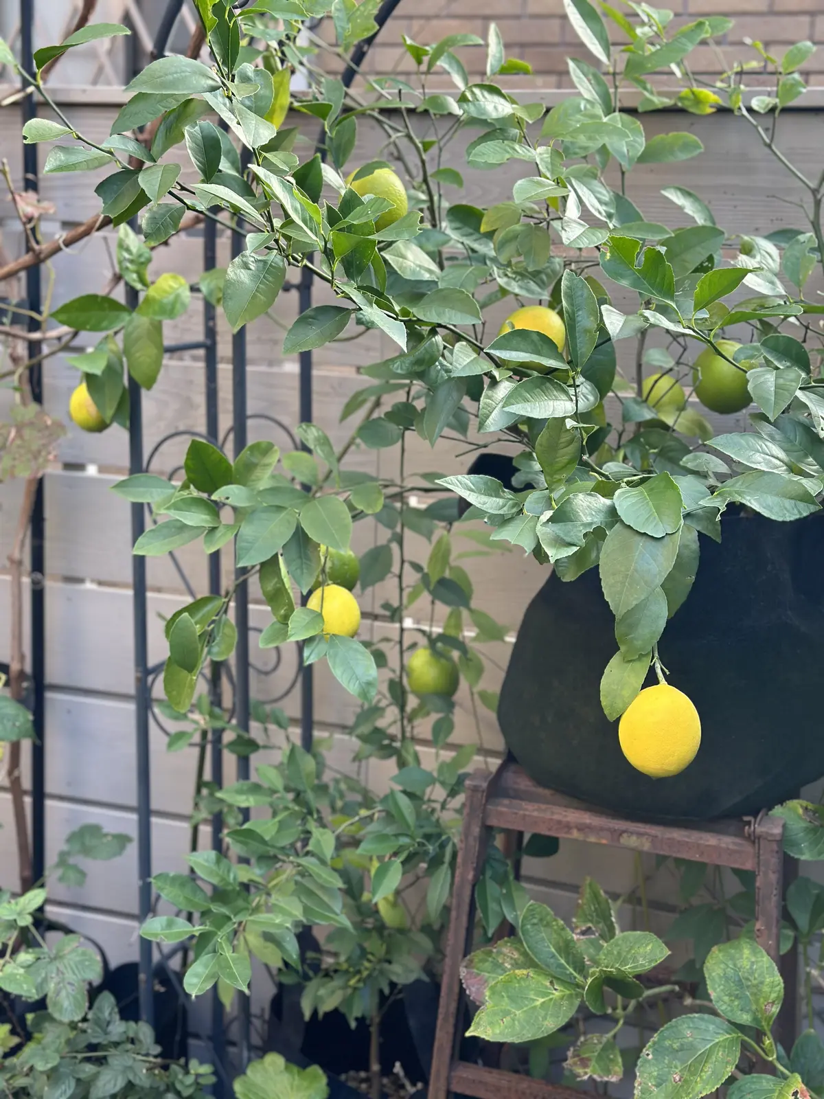 レモンのある暮らしの画像_2