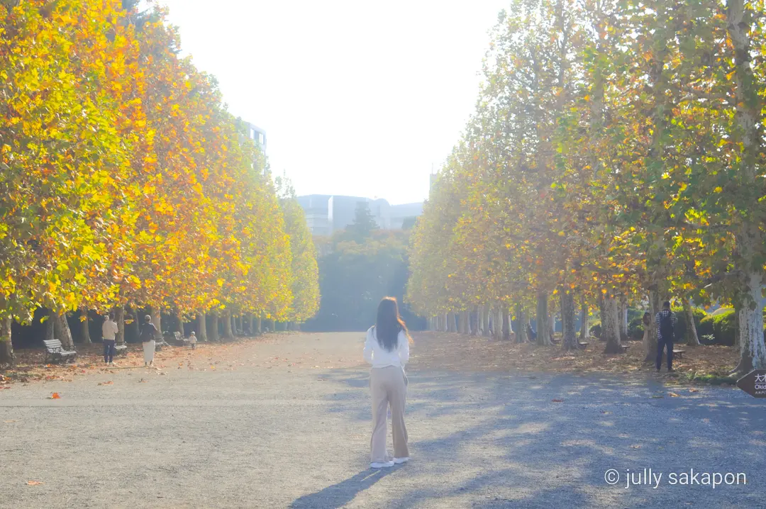 【さかぽんの冒険】プラタナス並木で ほっの画像_26