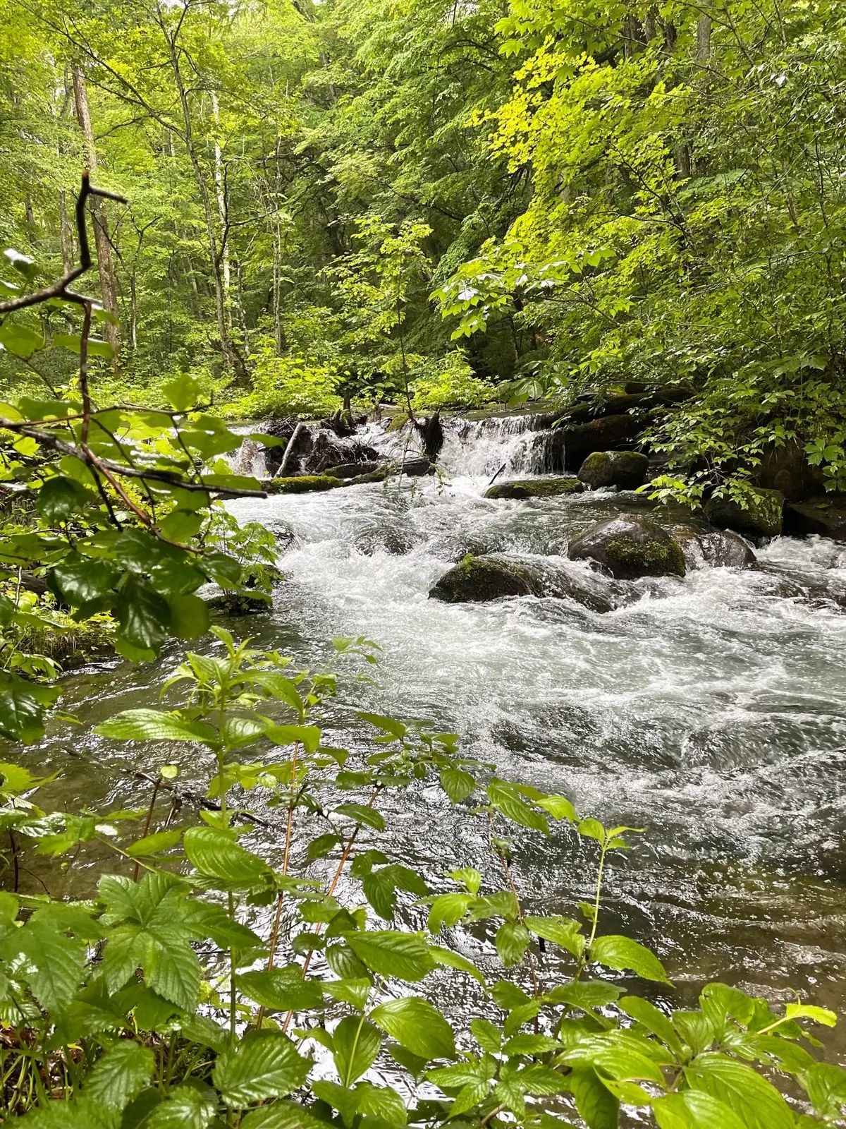 奥入瀬渓流