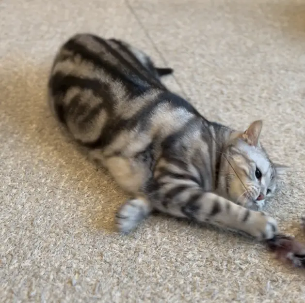 遊ぶアメリカンショートヘア