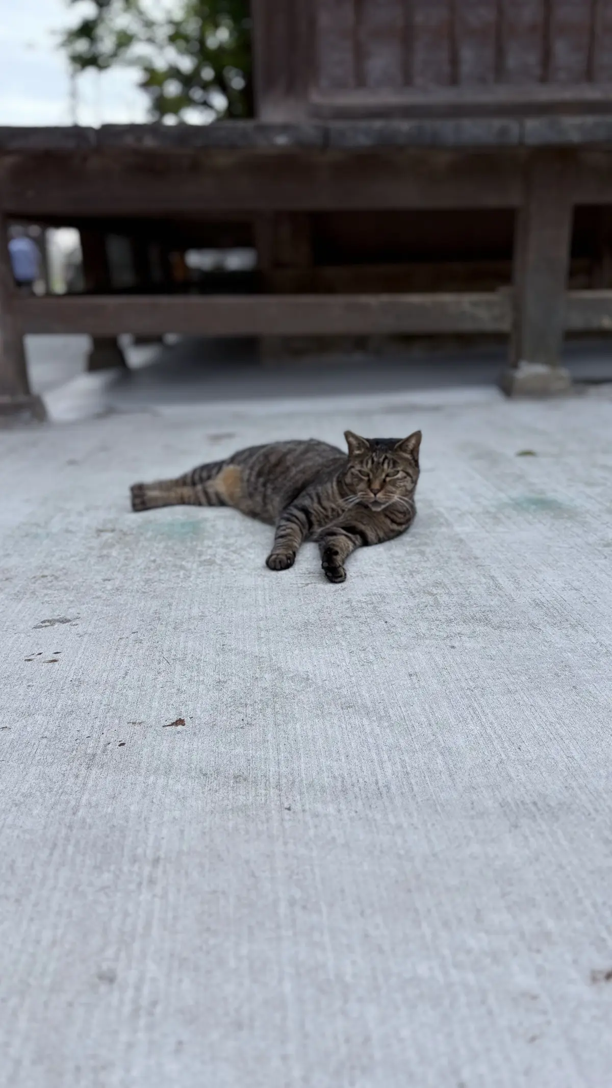 本殿　ねこちゃん　飼い猫　神奈川県三浦市　海南神社