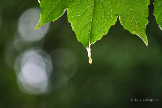 【さかぽんの冒険】ハロウィンの横浜イングの画像_6