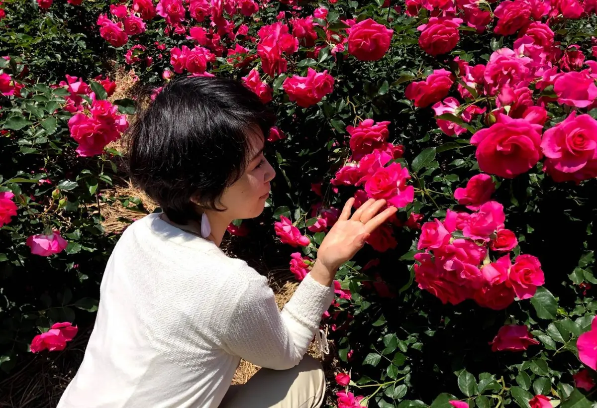 フューシャピンクのバラもたくさん咲いています