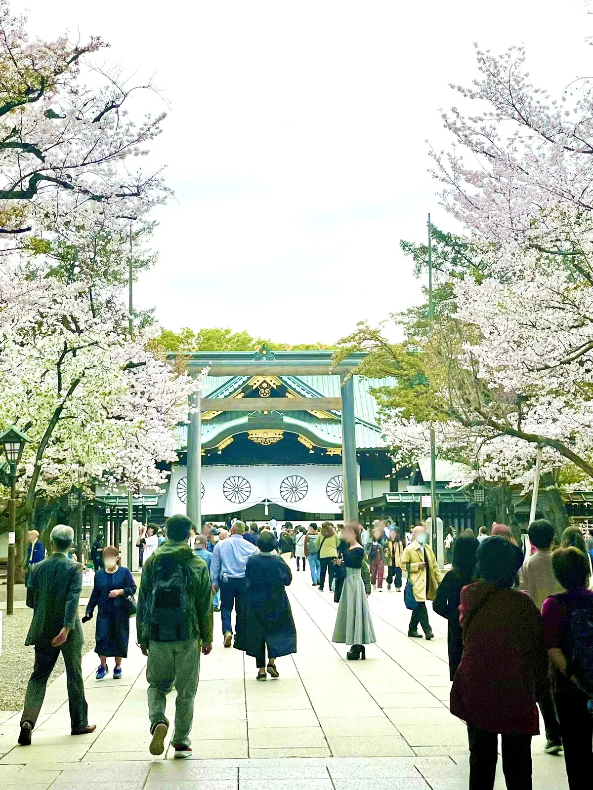 春、桜、お花見、、千鳥ヶ淵、九段下、半蔵門、4月、お花見名所、名所、撮影スポット、絶景、靖国神社、鳥居、桜と靖国神社、見頃