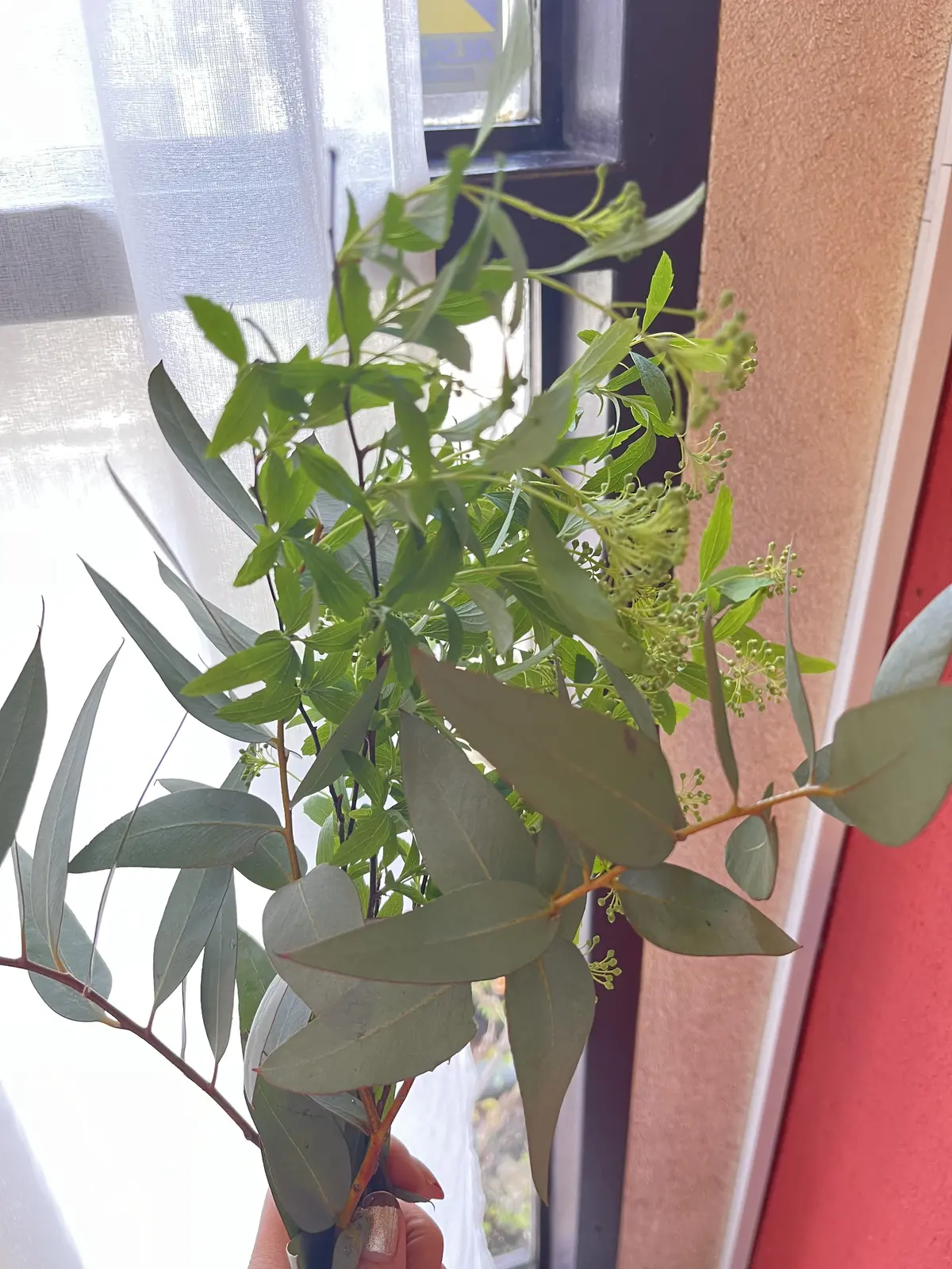 楽しみにしていた桜のブーケを束ねにの画像_10