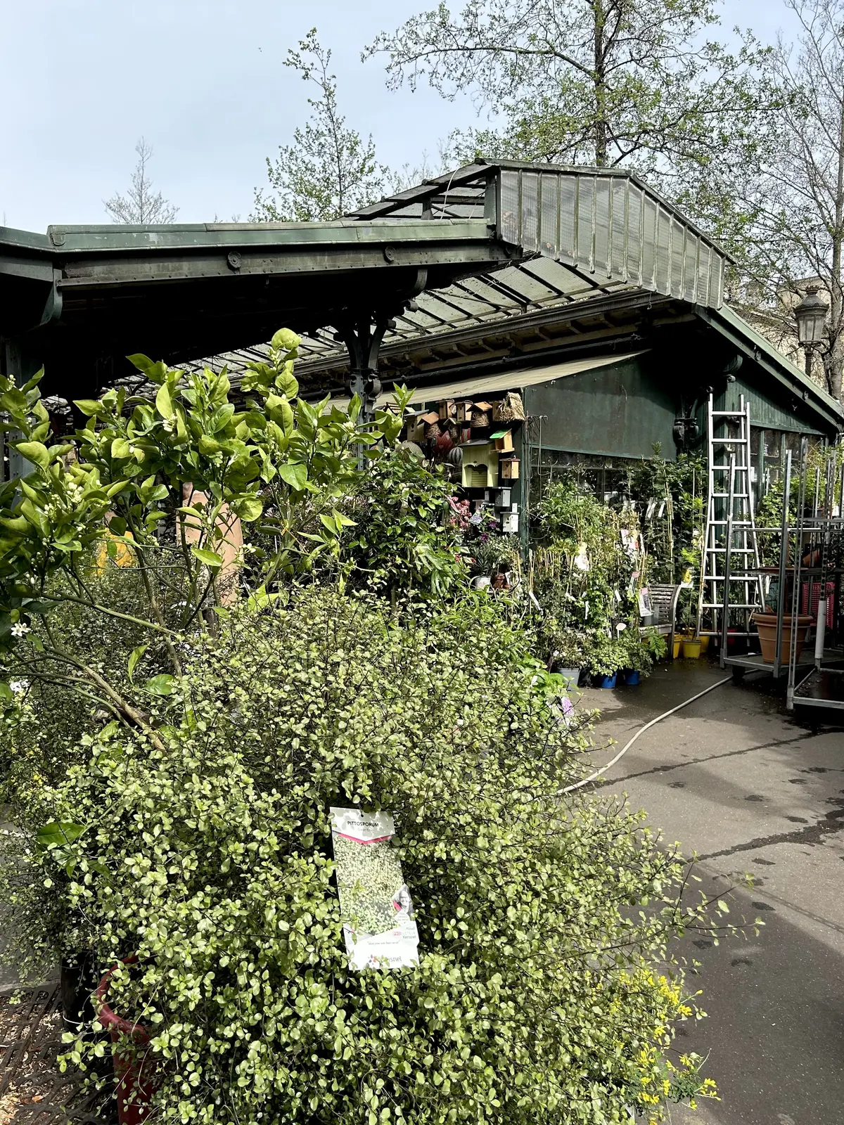 パリ　花市場　シテ島