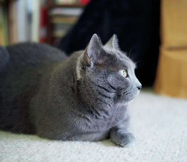 グリ シャルトリュー 9歳・♀