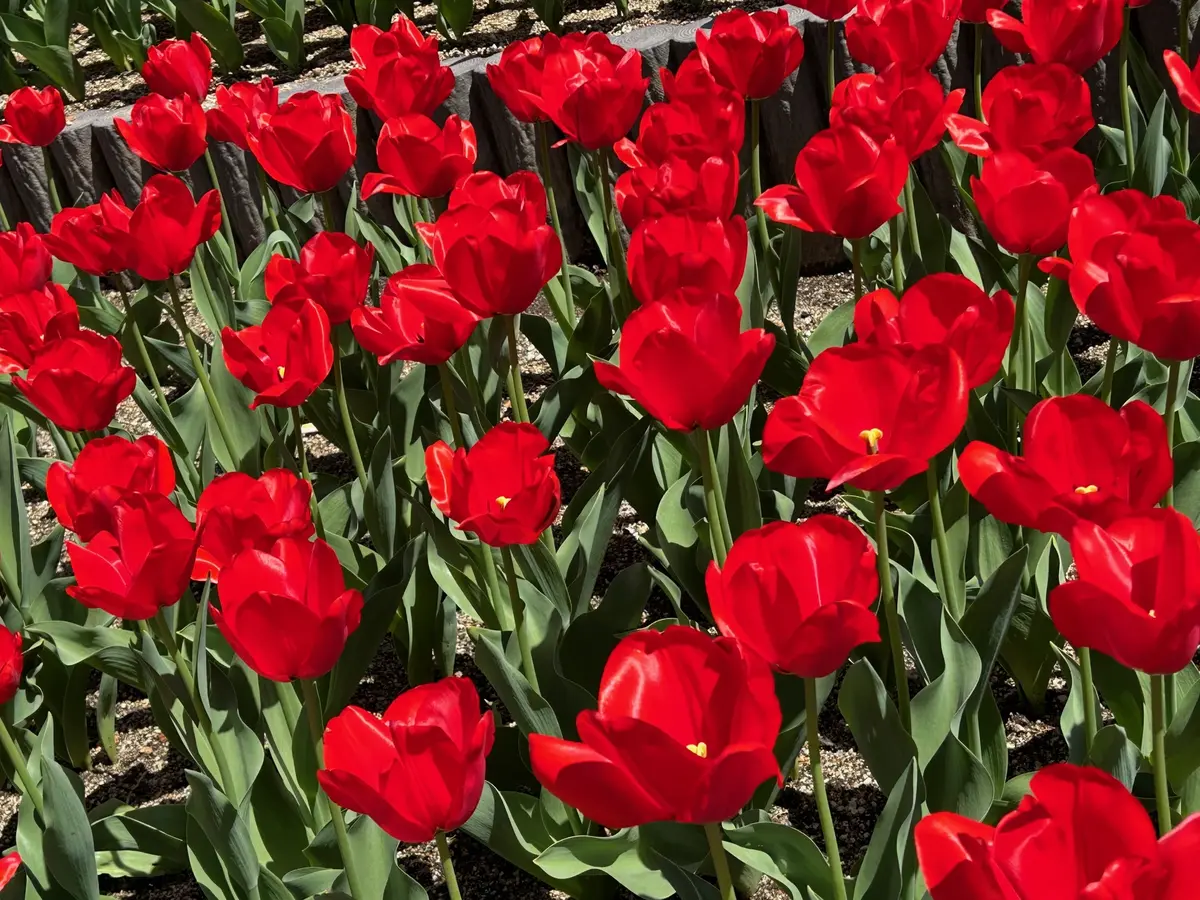 京都府立植物園