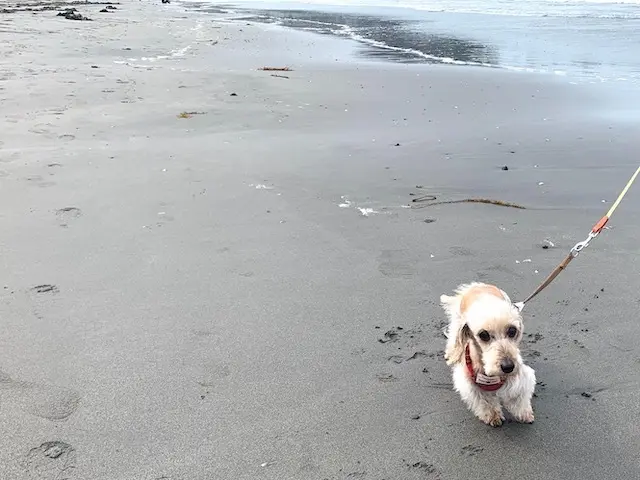 湘南　海　デュアルライフ　二拠点暮らし　あさんぽ