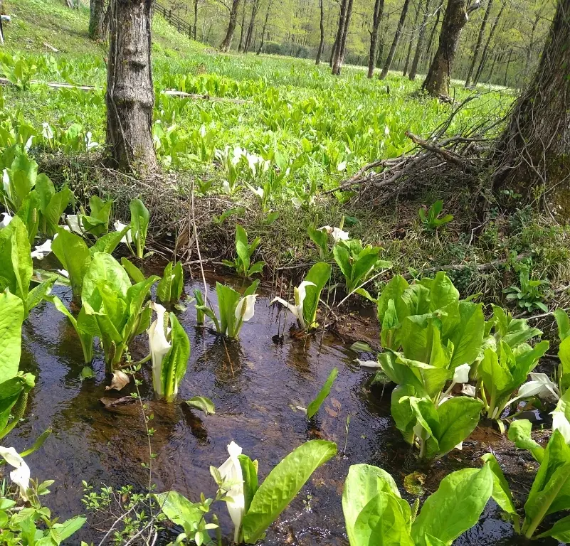 刺巻のミズバショウサムネイル