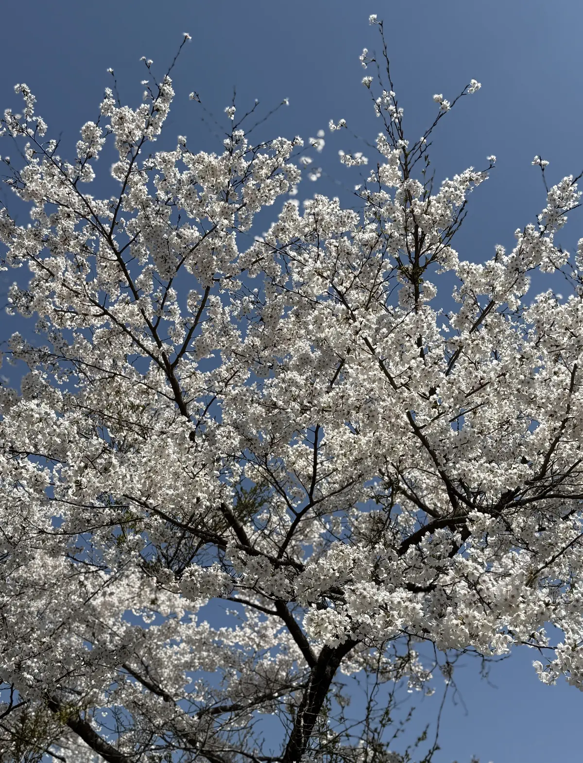 箱根朝活ドライブは楽ちんサロペットで♪の画像_9