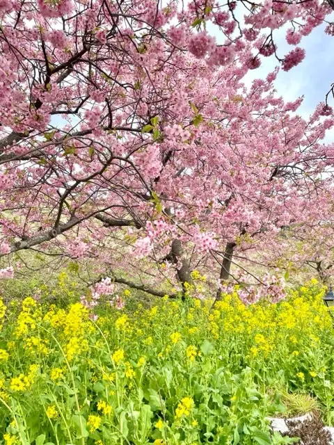 愛犬と春の伊豆へ♡の画像_2
