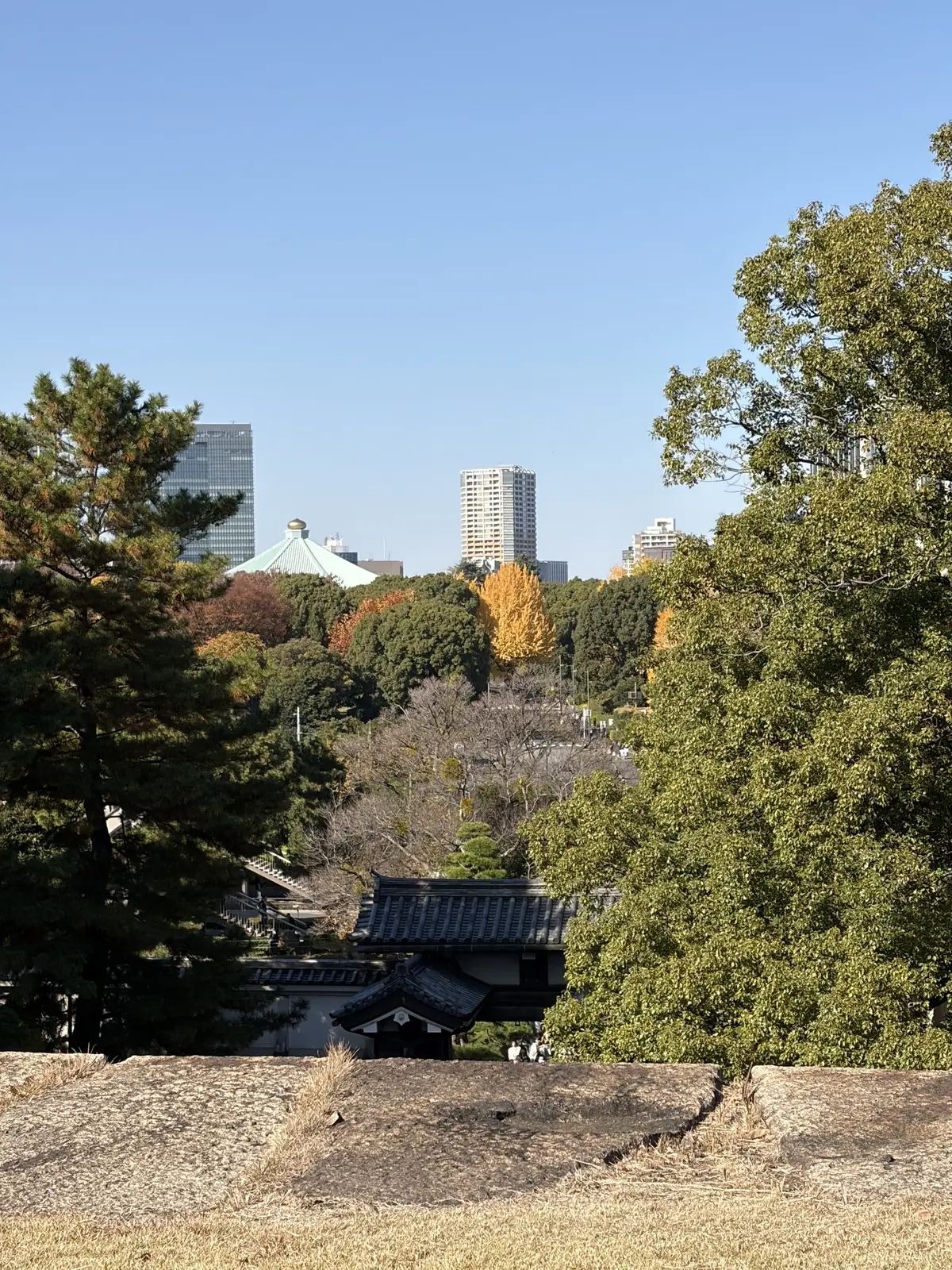 皇居展望台から見える武道館