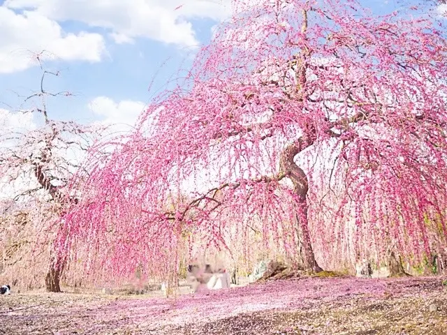 春の新作ZARAワンピで、バンクシーっての画像_8