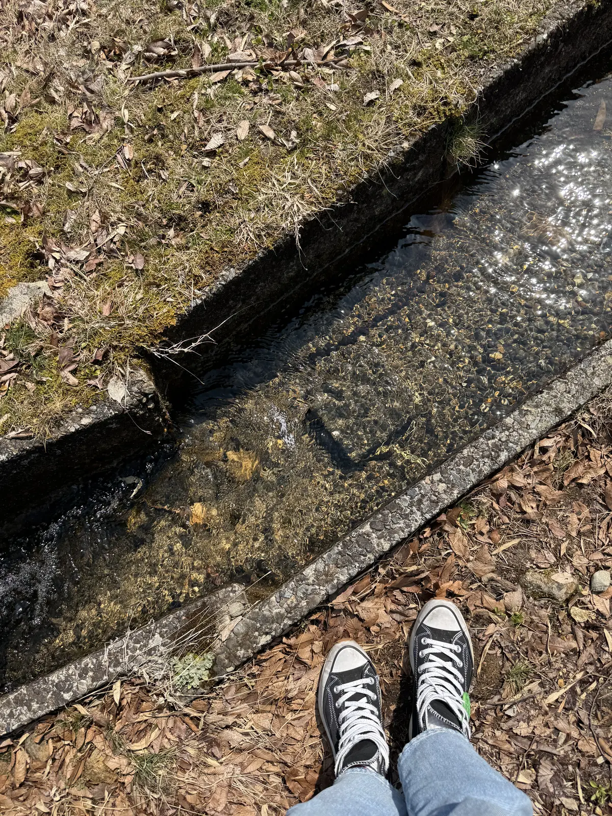 見てるだけで深呼吸したくなる。春のモネのの画像_3