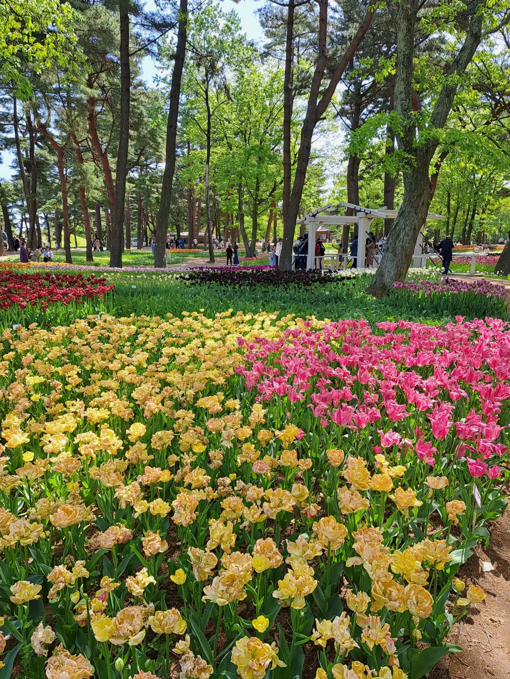 一度は見たい絶景～ひたち海浜公園のネモフの画像_2