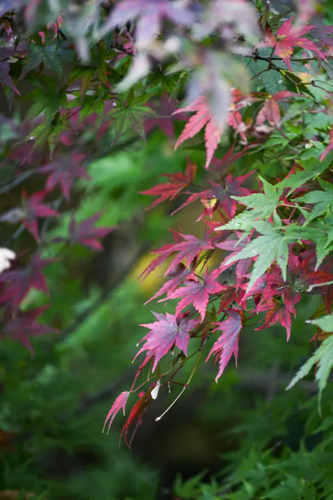 秋色ニットで紅葉拾い🍁in 高尾山の画像_3