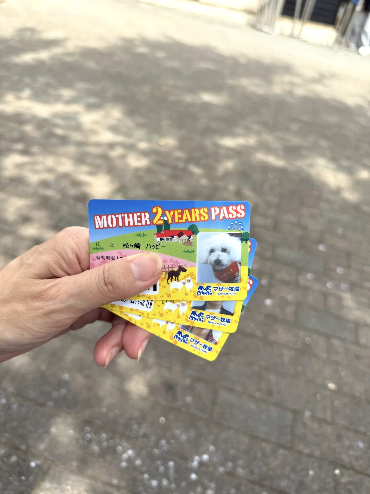 千葉県　観光名所　富津市　マザー牧場　年間パスポート