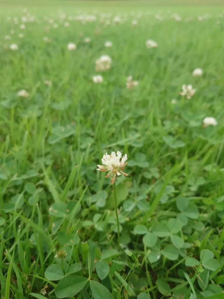 農業科学館の芝生とシロツメクサ