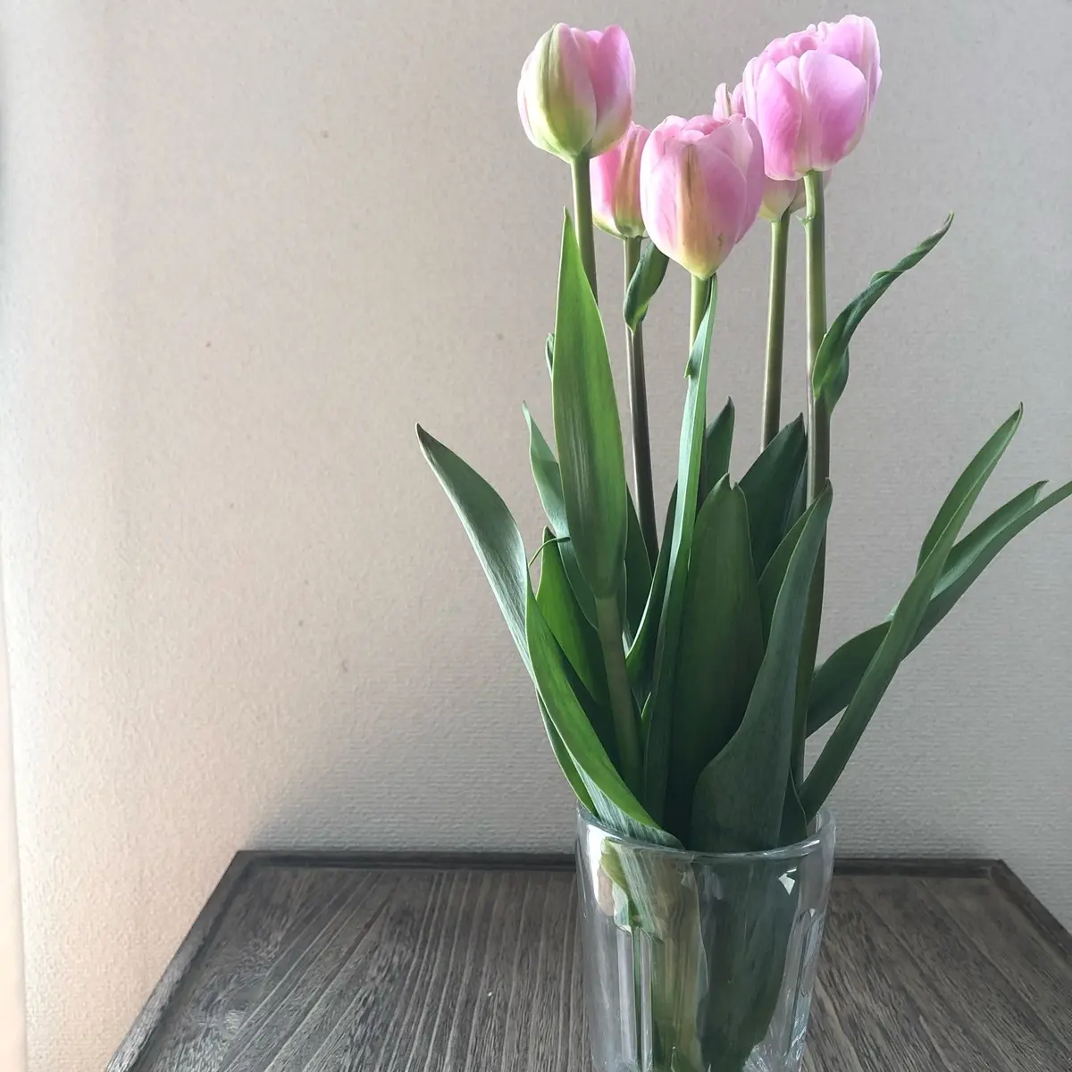 やっぱりチューリップの画像_1