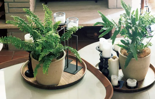 キャンドルの灯と植物が合う家