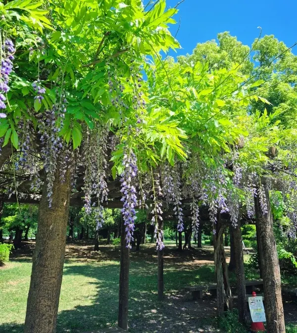 今が見ごろのバラ園と｢孤独のグルメ｣で人の画像_7