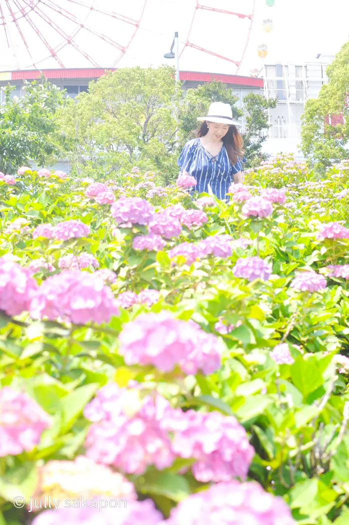 【さかぽんの冒険】初夏のお台場 あじさいの画像_9