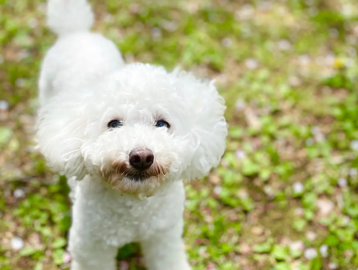 白いトイプードル