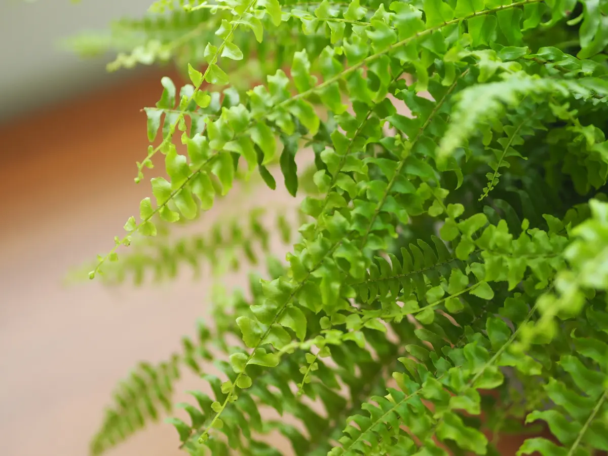 リモートショッピングで植物を買いましたの画像_3