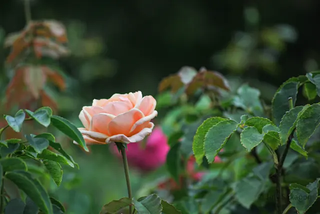 【さかぽんの冒険】秋バラの香りを探して♡の画像_5