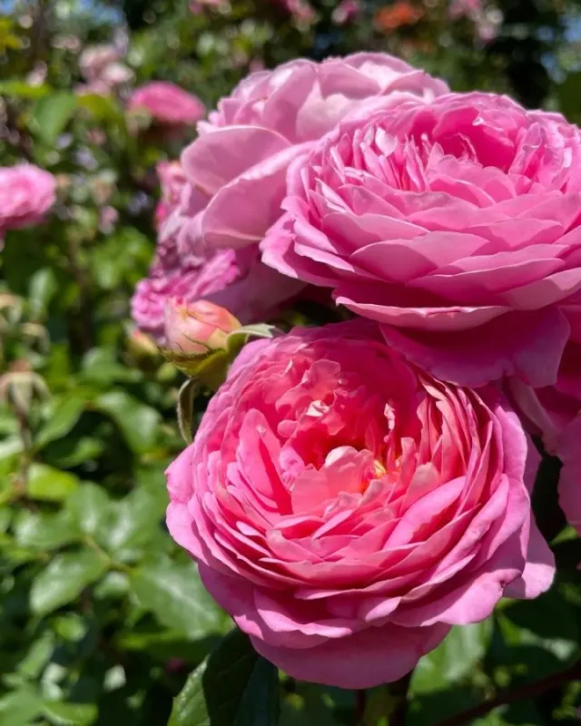 ふらふらと横浜散歩♪の画像_1