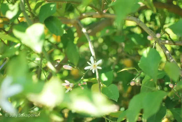 【さかぽんの冒険】海からの風香るレモン狩の画像_22