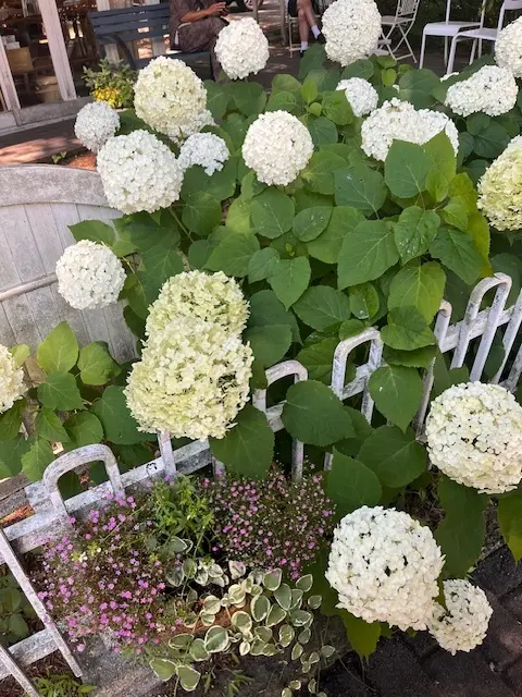 軽井沢アジサイ