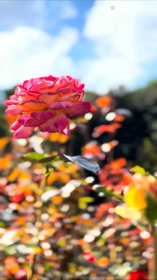 秋バラの季節到来@京成バラ園🌹の画像_1