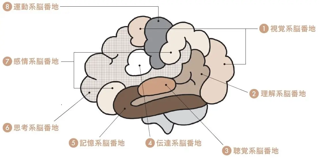 8つの脳番地