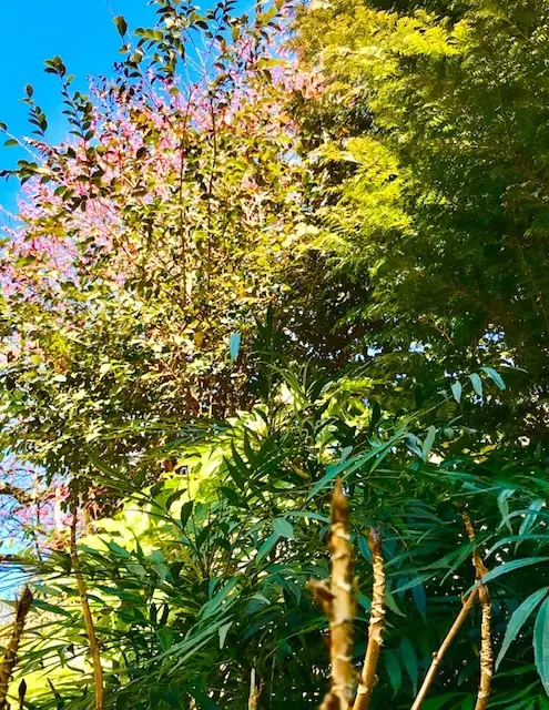 ＊春の空間＊の画像_7