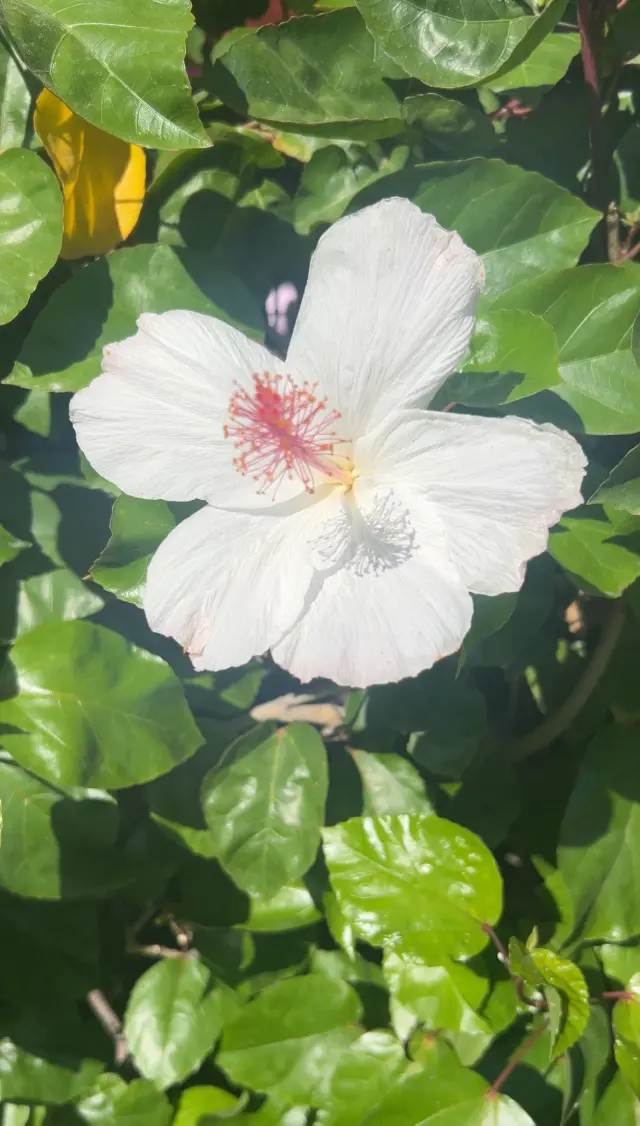 ラッキーモチーフを楽しむリゾートワンピーの画像_4