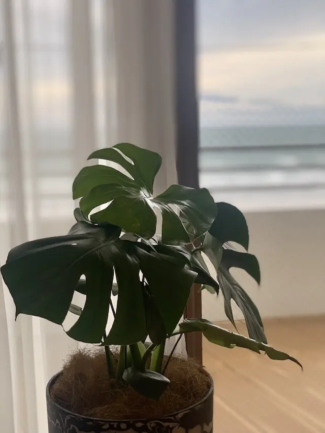 モンステラ　観葉植物　海辺の暮らし　デュアルライフ