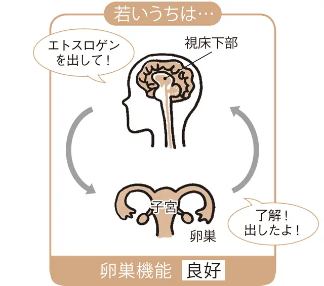 若いうちのエストロゲンの働き