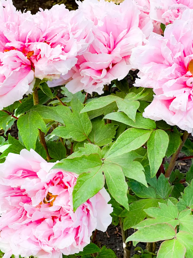 お花🌹好きな方にお薦め【神奈川フラワーMの画像_7