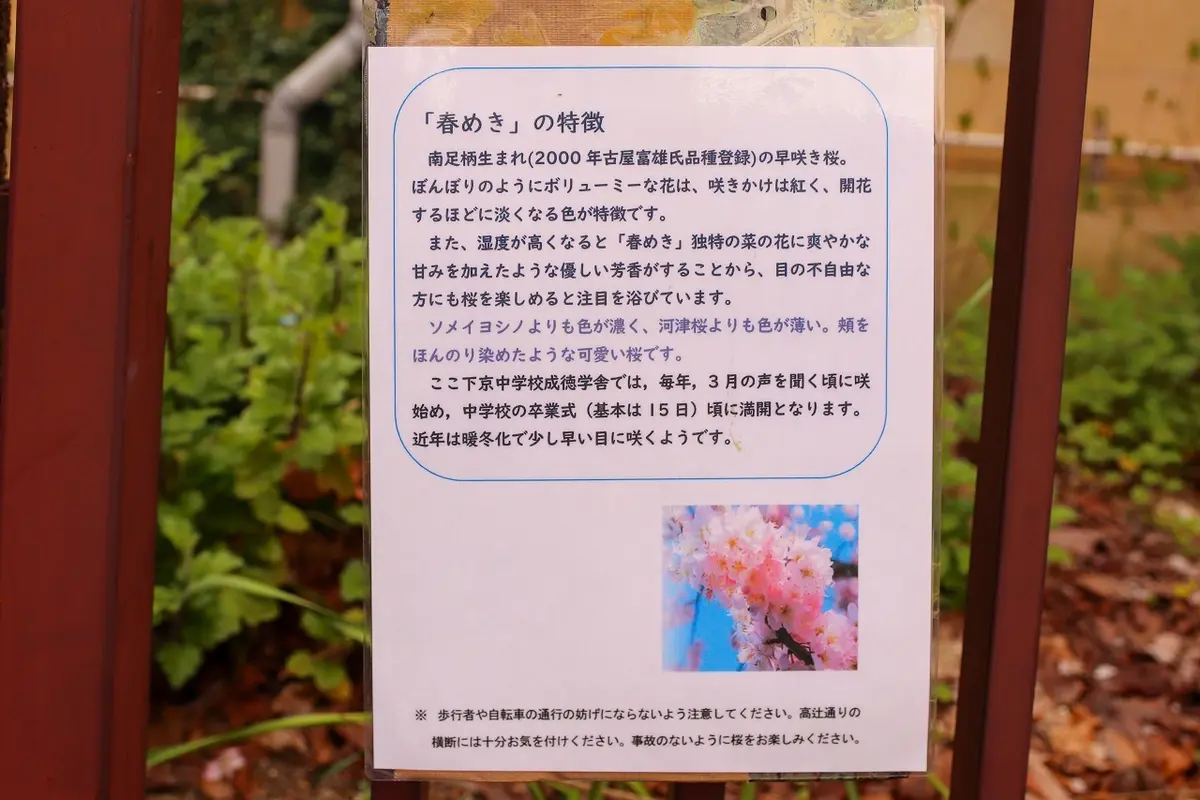 【京都・桜の開花情報 2024年】 元成徳中校舎・成徳学舎の“春めき桜”