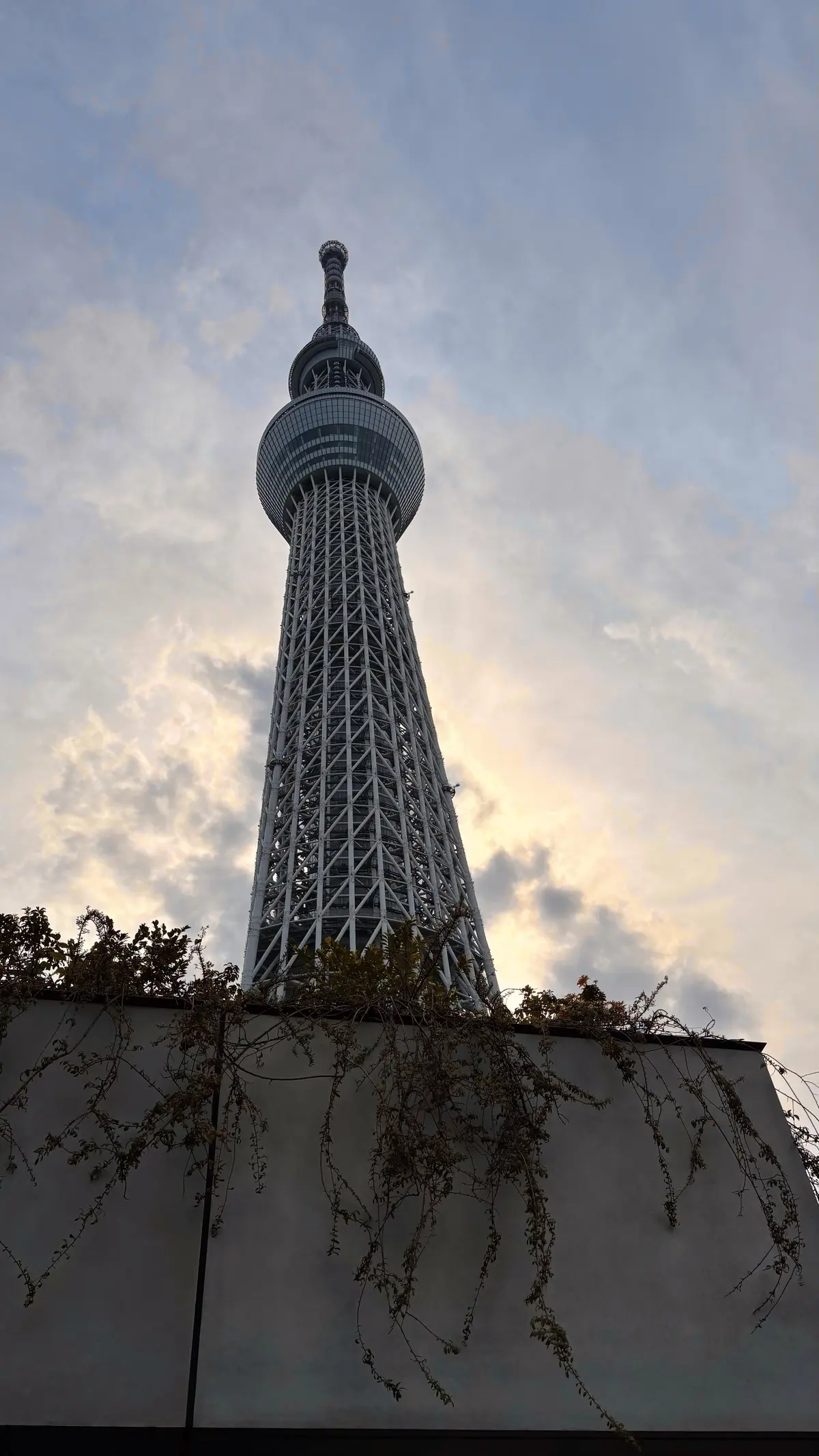 台湾祭@東京スカイツリータウン・プチプチの画像_17