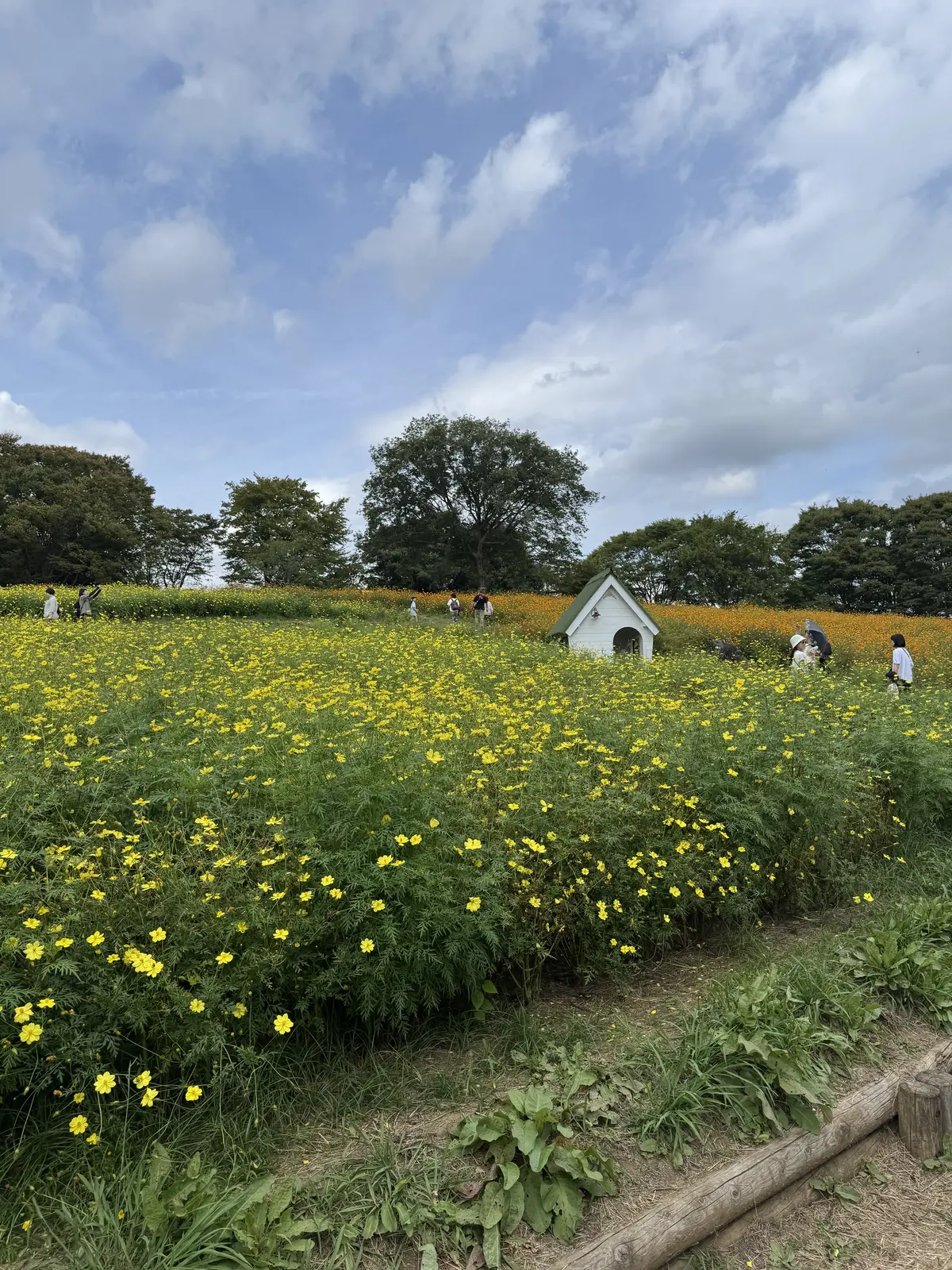 昭和記念公園　コスモス