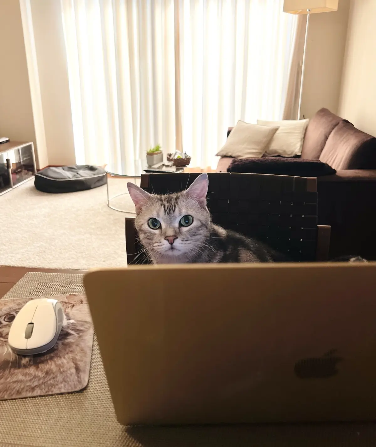 PC作業をするアラン